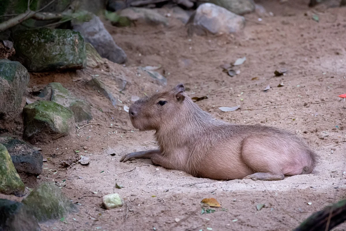 A real capybara resting on sandy ground